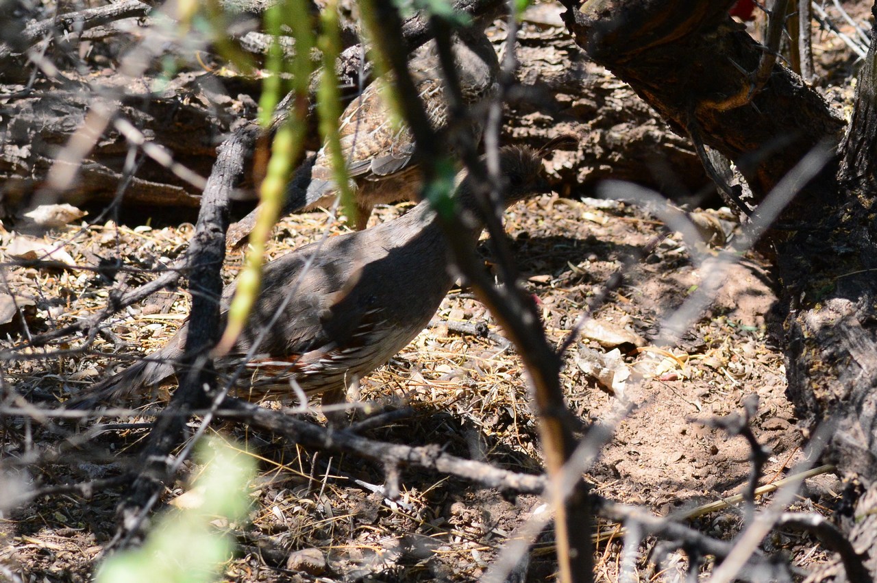 Callipepla gambellii